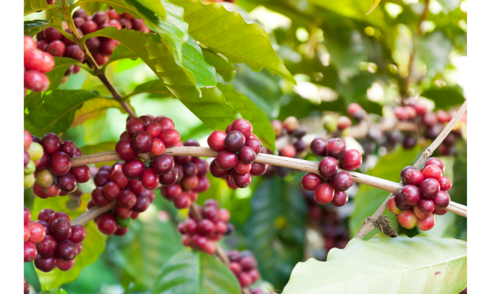 Diferenças entre o Café Arábica e o Café Robusta