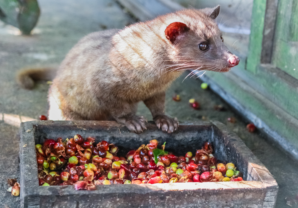 Kopi Luwak Caf De Coc De Civeta Tudo O Que Voc Precisa Saber   Shutterstock 460718692 